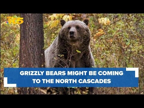 Federal government seeking public input on reintroducing grizzly bears to the North Cascades