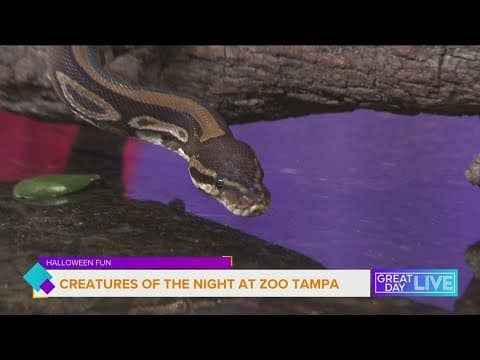 Creatures of the Night at Zoo Tampa