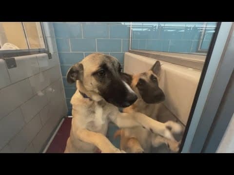 Dallas Animal Services issues warning over scam that targets people who have lost their pets