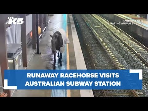 Australia subway station gets an unexpected visitor — a horse