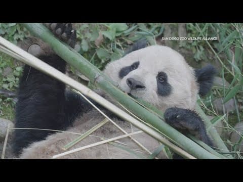 San Diego Zoo's pandas feast on carefully curated bamboo menu from the Safari Park