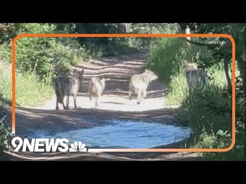 Colorado man stumbles upon 3 wolf pups
