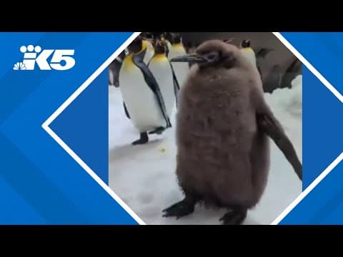 Pesto the penguin goes viral
