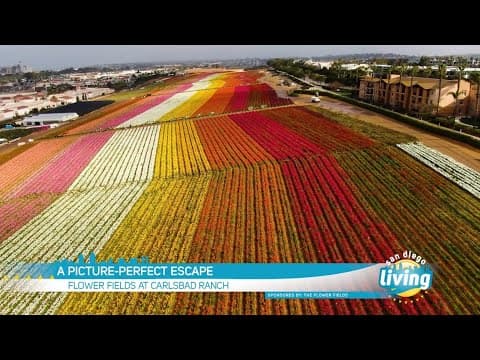 Spring’s Annual Burst of Color is in Full Bloom at the Flower Fields in Carlsbad