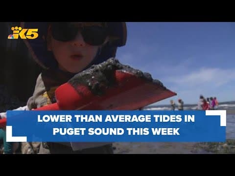 Low tides to reveal multitude of marine life, previously hidden treasures on Puget Sound beaches