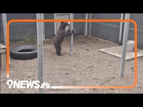 Rescued bear cub back in the wild