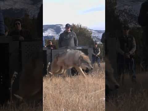 Wildlife officials share video of 5 wolves being released in Colorado