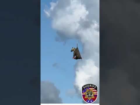 Escaped zebra airlifted back home in Tennessee 📷: Rutherford County Sheriff's Office #10tampabay