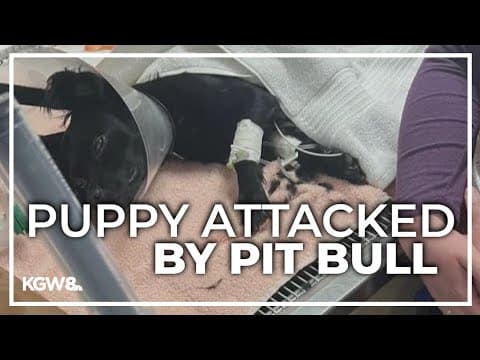 Pit bull owner flees Portland park after dog attacks puppy