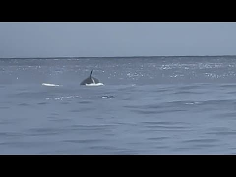 Endangered whale spotted about 100 miles off Galveston coast