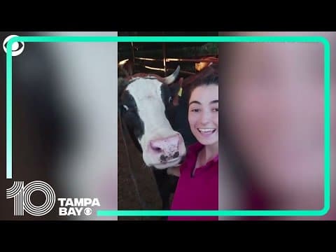 Cow hilariously runs over to take a selfie with farmer in Turkey