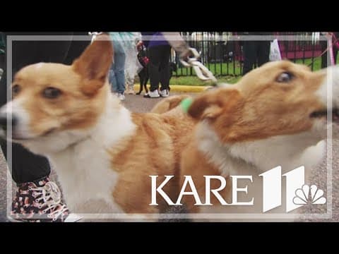 Animal Humane Society's Walk for Animals raises more than half a million dollars