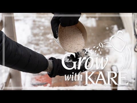 Grow with KARE | Sidewalk salt and your gardens