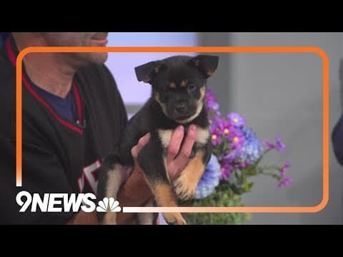 Precious Shiba Inu-Chow mix puppies need forever homes