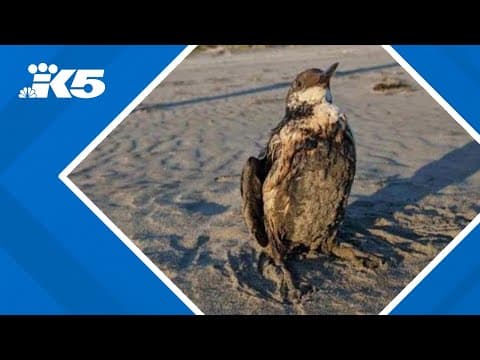 Oil-covered birds mysteriously showing up on Washington and Oregon coasts