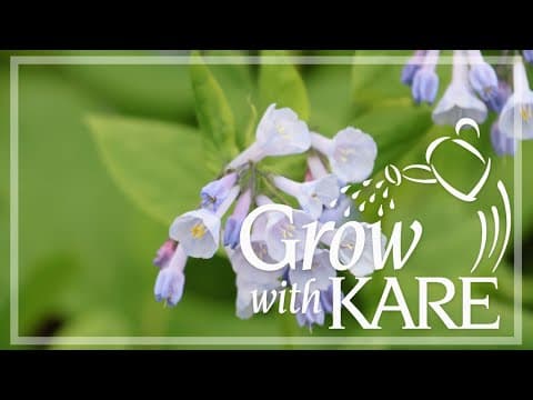 Grow with KARE: Trifecta perennial plants
