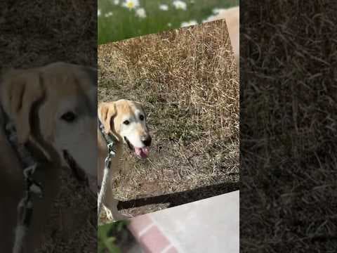 Colorado family says dog shot to death Thanksgiving morning