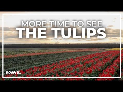 Wooden Shoe Tulip Festival extended after late bloom