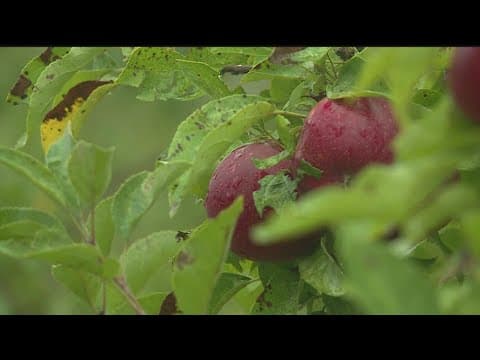 Businesses prepare for busy fall season