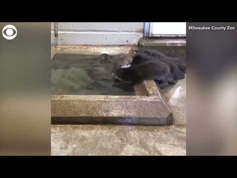Otter swims with pups at Milwaukee County Zoo