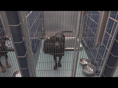 BARC warns of scammers targeting people who recently lost their pets