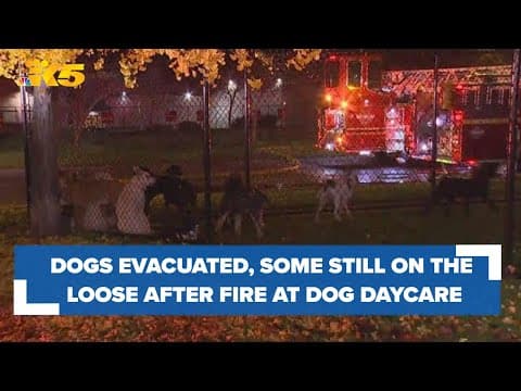 Dogs evacuated, some still on the loose after fire at Seattle dog daycare