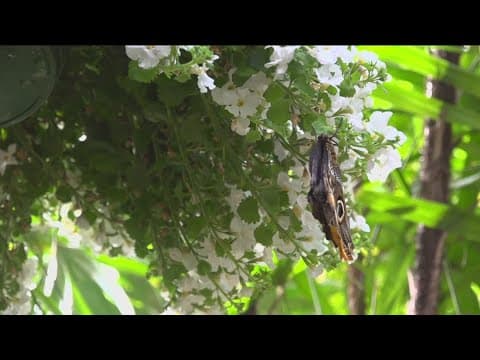 Dozens of butterfly species take flight in San Diego Safari Park’s Butterfly Jungle