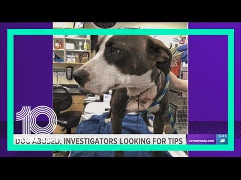 Dog found abused and abandoned in Plant City; investigators asking for tips