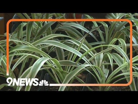 Proctor's Garden: Winter gardening projects