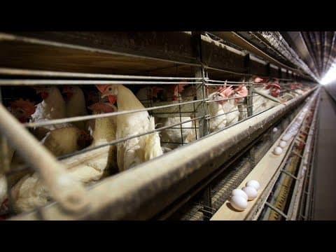 Federal jury rules egg producers conspired to raise prices