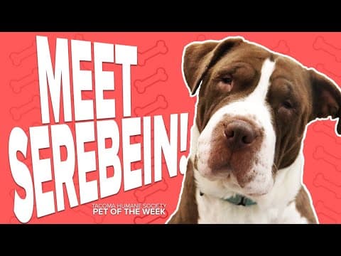 Pet Rescue of the Week: Serebein