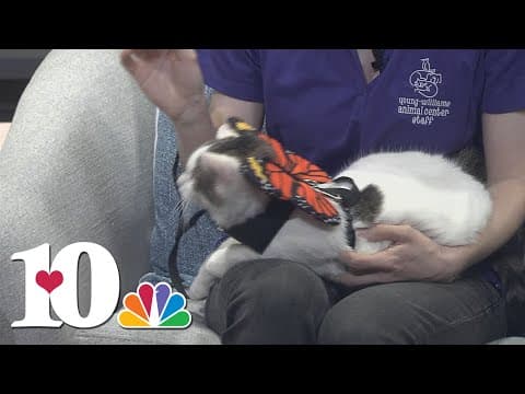 Meet our Pet of the Week: Hazel