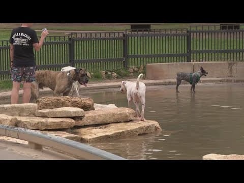 Fireworks can be scary for four-legged family members