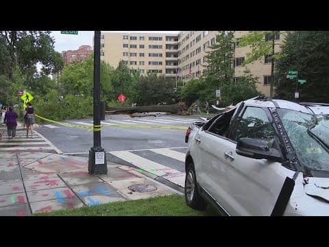Tree falls onto car in Northwest DC
