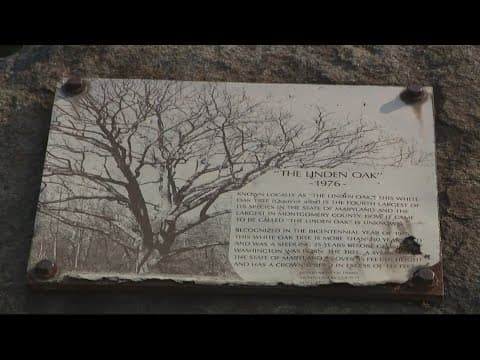 New Life for Linden Oak | ECO9