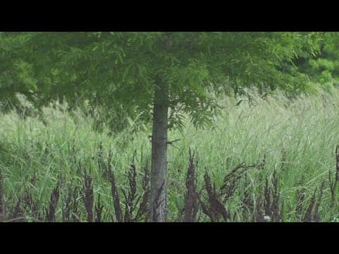 City Park neighbors concerned about a den of coyotes