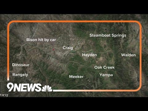 Bison hit, killed by car in northwest Colorado