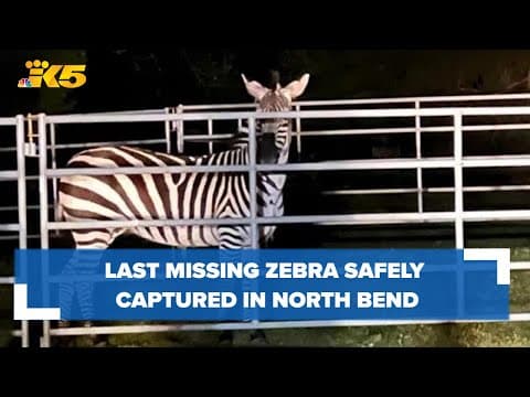 She's safe! Missing zebra captured in North Bend