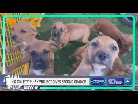 Polk County Bully Project aims to save dogs from euthanasia