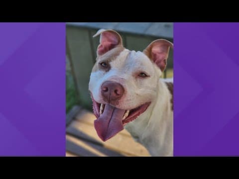 4 sentenced for torturing, killing dog on Indy's east side in 2022