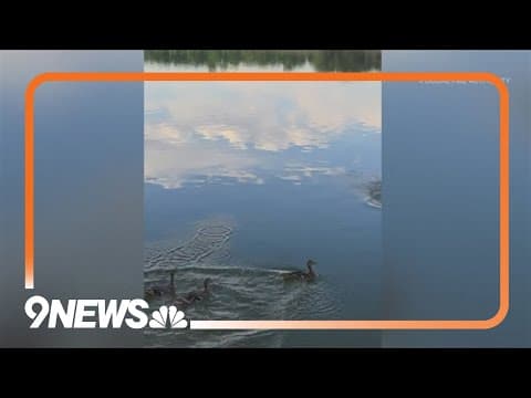 Firefighters rescue ducklings, release them into the wild