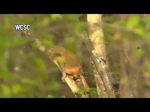 1 monkey recovered safely, 42 others remain on the run from South Carolina lab