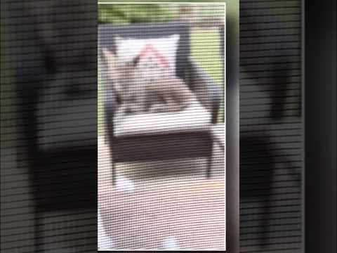 Coyotes nap on patio furniture at Texas home