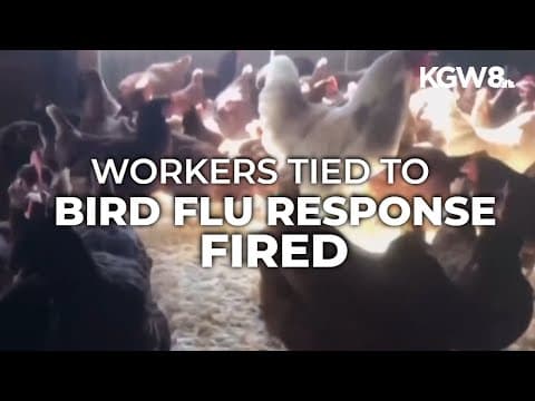 USDA scrambles to rehire fired workers tied to bird flu response