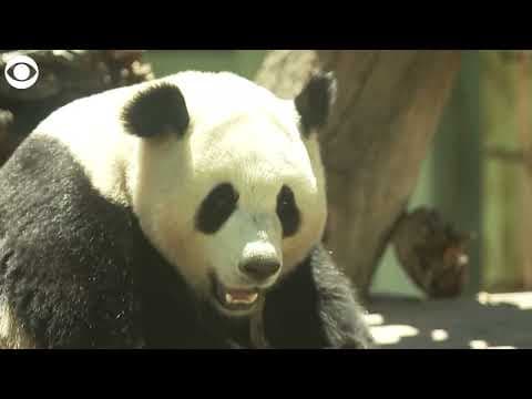 Pandas munch on bamboo as they make public debut at zoo in Spain