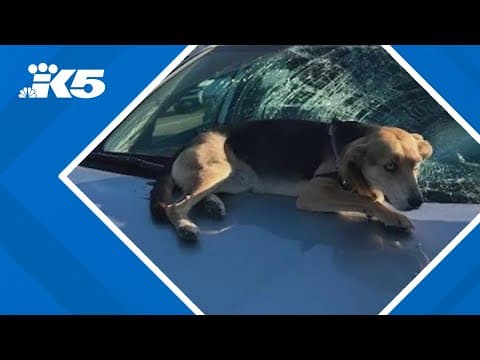 Skye's close call: Dog falls onto moving car on I-5 in Seattle