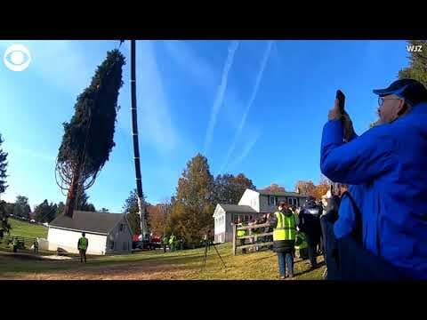 Rockefeller Center Christmas tree cut down in Maryland