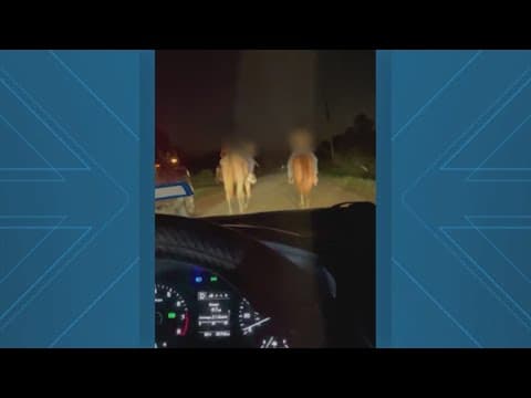 Men on horseback accused of shooting at driver in Fort Bend County