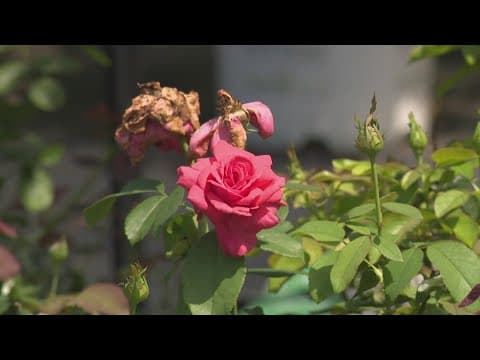 Garden Smart: Which kinds of roses thrive in the DC region?