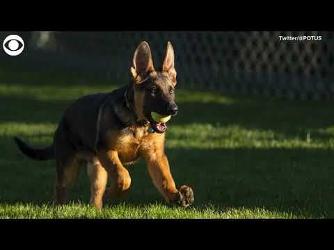 President Biden welcomes new German Shepherd puppy named Commander
